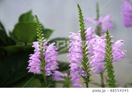 段々に咲いているピンクのハナトラノオの花 88554345