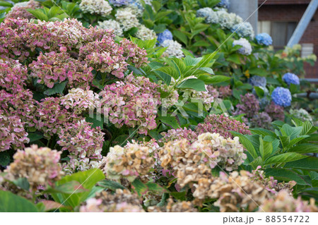 枯れかかったアジサイ 枯れかかったアジサイ 88554722