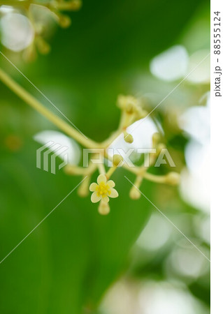 3068　シナモンの花 88555124