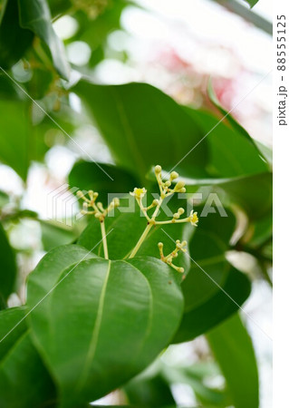 3067　シナモンの花 88555125