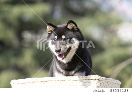 緑バックと微笑む黒柴のシェリのバストアップ 緑バックと微笑む黒柴のシェリのバストアップ 88555183