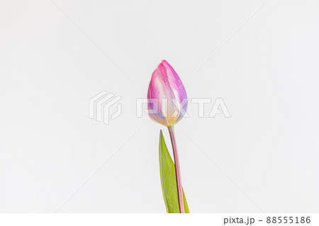 花瓶に生けたピンクのチューリップの花 花瓶に生けたピンクのチューリップの花 88555186