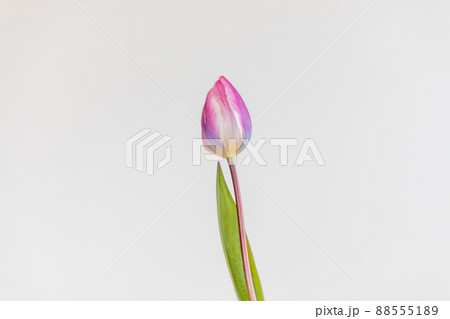 花瓶に生けたピンクのチューリップの花 花瓶に生けたピンクのチューリップの花 88555189
