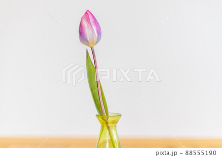 花瓶に生けたピンクのチューリップの花 花瓶に生けたピンクのチューリップの花 88555190