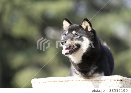 緑バックと微笑む黒柴のシェリのバストアップ 緑バックと微笑む黒柴のシェリのバストアップ 88555199