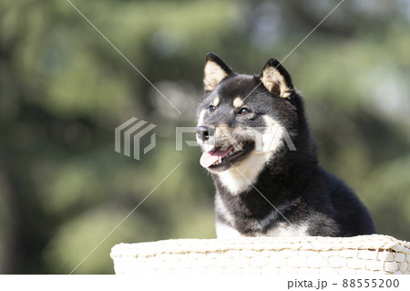 緑バックと微笑む黒柴のシェリのバストアップ 緑バックと微笑む黒柴のシェリのバストアップ 88555200