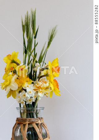 花瓶に生けて室内の白い壁際に置いた水仙の花と麦の穂 花瓶に生けて室内の白い壁際に置いた水仙の花と麦の穂 88555282
