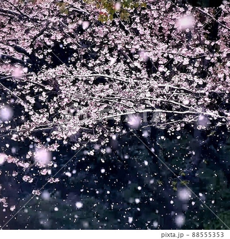 桜吹雪 花吹雪 桜吹雪 花吹雪 88555353