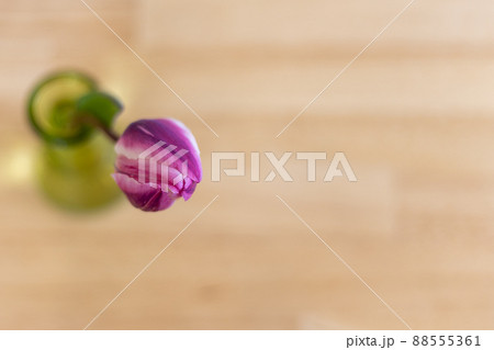 花瓶に生けたピンクのチューリップの花を上から見たところ 花瓶に生けたピンクのチューリップの花を上から見たところ 88555361