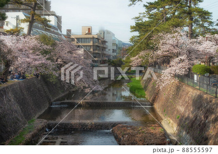 夙川河川敷緑地 (夙川公園) の満開の桜と西宮の街並みが見える風景 88555597