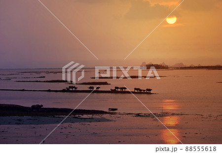 Water Buffalo Masses In Wetland At Thale Noi, Phatthalung Province, Thailand 88555618