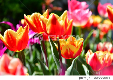 自宅の庭のチューリップが満開 88555664