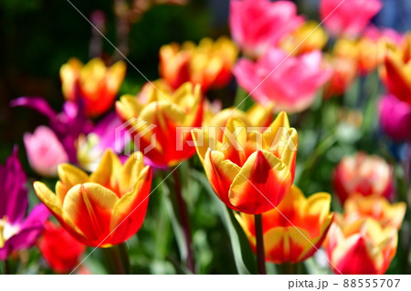 自宅の庭のチューリップが満開 88555707