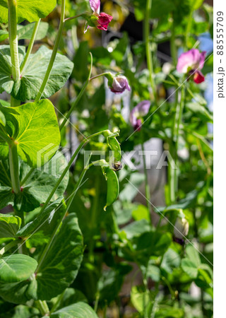 さやえんどうの実がなったところ さやえんどうの実がなったところ 88555709