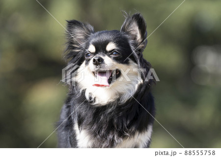 緑バックと微笑むチワワのバストアップ 緑バックと微笑むチワワのバストアップ 88555758