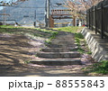 桜散る公園の石階段 88555843
