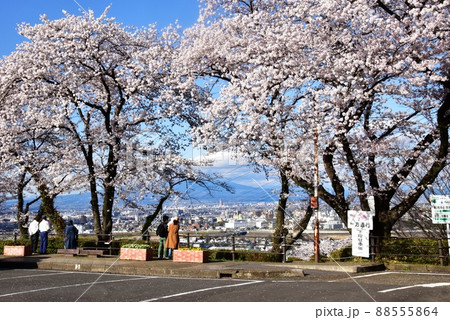 群馬県高崎市 観音山頂有料駐車場(観音山観光センター)の満開桜と高崎市街展望 群馬県高崎市 観音山頂有料駐車場(観音山観光センター)の満開桜と高崎市街展望 88555864