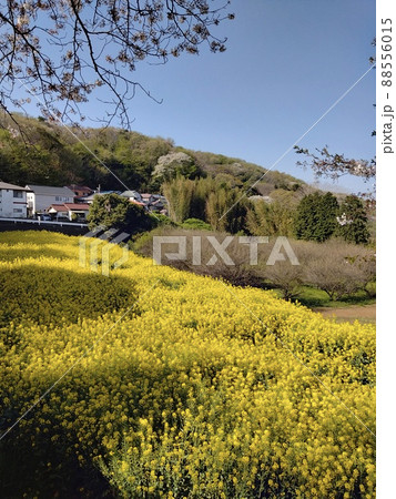 春爛漫 春爛漫 88556015