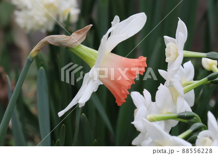 日本の日本の春の庭に咲く大カップ咲き水仙（ピンクチャーム）の花 88556228