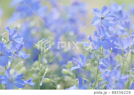 春の花壇の花々。デルフィニウム・シネンシス 88556229