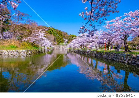 春爛漫の彦根城の内濠 春爛漫の彦根城の内濠 88556417