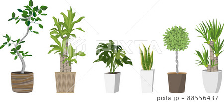 観葉植物セット 88556437