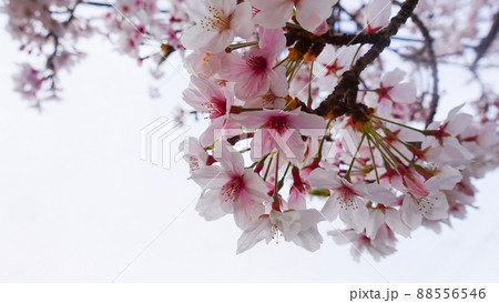 満開の桜の花 88556546