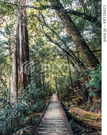 景色 風景 木 88556621