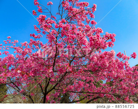 満開の桜 ピンク色のさくらときれいな青空のイメージ 背景テクスチャー素材 満開の桜 ピンク色のさくらときれいな青空のイメージ 背景テクスチャー素材 88556725