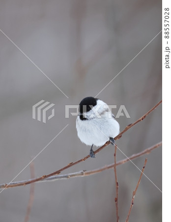 枯れ木に止まるハシブトガラ 枯れ木に止まるハシブトガラ 88557028