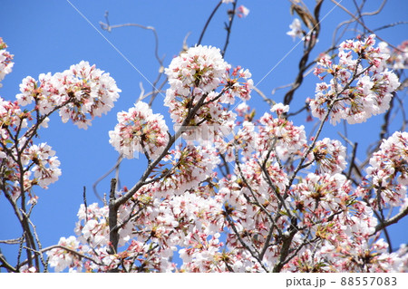 山田池公園 88557083