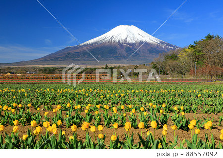 山中湖花の都公園の春(チューリップ) 山中湖花の都公園の春(チューリップ) 88557092