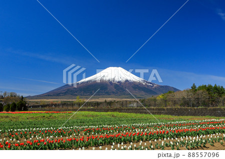 山中湖花の都公園の春（チューリップ） 88557096