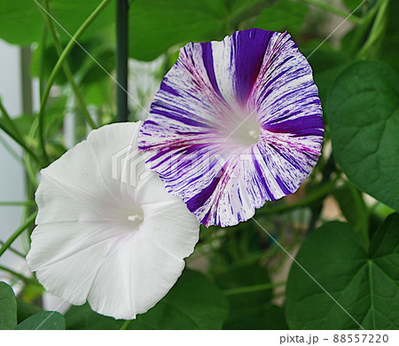 江戸風情という和風の柄の朝顔 88557220