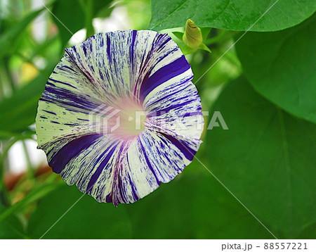 浴衣の柄のような絞り模様の朝顔 88557221
