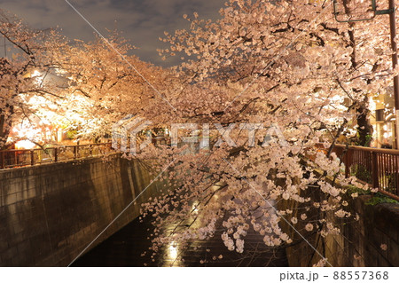 目黒川の夜桜 目黒川の夜桜 88557368