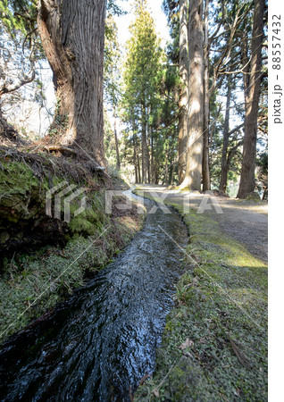 きれいな湧水の流れ 滝の頭水源 秋田県 きれいな湧水の流れ 滝の頭水源 秋田県 88557432