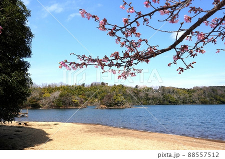 春は近い 早春の一碧湖 桜 伊豆の瞳 春の風 春は近い 早春の一碧湖 桜 伊豆の瞳 春の風 88557512