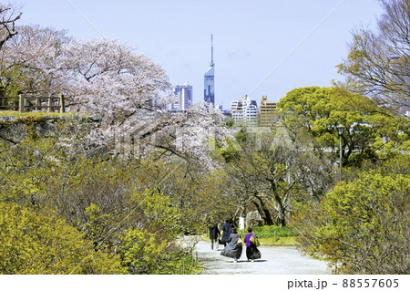 春の舞鶴公園(福岡市中央区) 春の舞鶴公園(福岡市中央区) 88557605