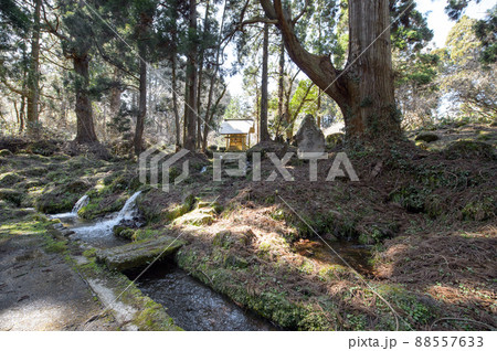湧水源今木神社と天然杉　滝の頭水源池　秋田県 88557633