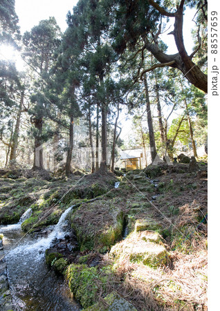 湧水源今木神社と天然杉　滝の頭水源池　秋田県 88557659