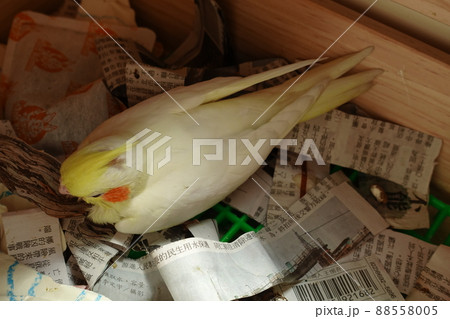鳥 インコ オウム 88558005