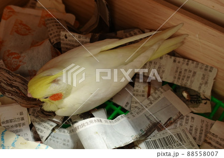 鳥 インコ オウム 88558007