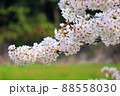 桜 88558030
