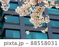 桜とビル 88558031