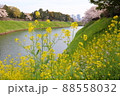 菜の花と桜 88558032