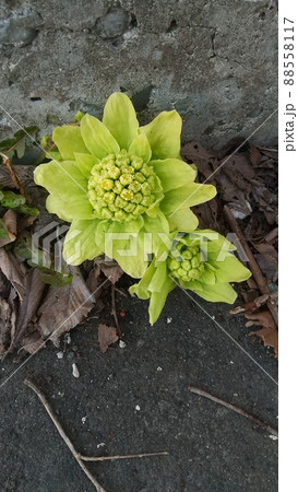 北の大地で見つけた春の訪れを感じるふきのとう 88558117