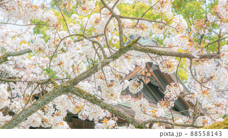 上野公園の桜 上野公園の桜 88558143