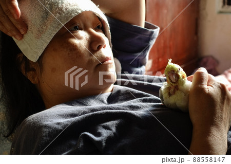 鳥 インコ オウム 88558147