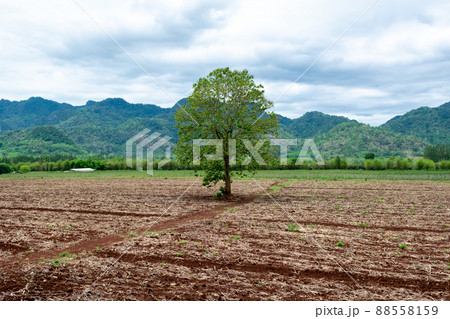 prepare the planting ground farm cassava prepare the planting ground farm cassava 88558159